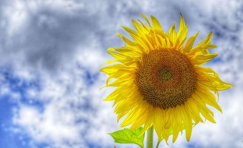 Close-up of yellow sunflower against sky