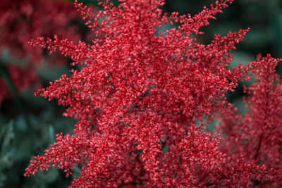 Close-up of red flowering plant