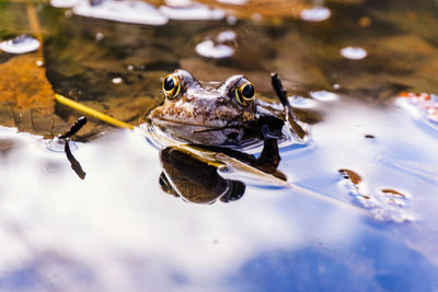 Close-up of frog swimming in lake