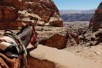 View of an animal on rock