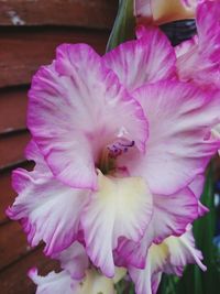 Close-up of pink flowers