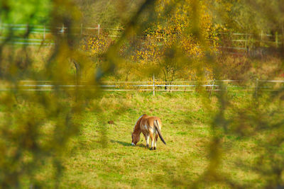 Horses on grass