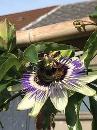 Close-up of bee pollinating on purple flower