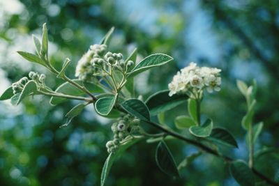 Close-up of plant