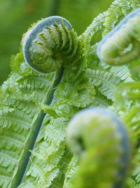 Close-up of fern growing outdoors
