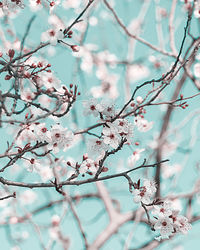 Low angle view of cherry blossoms in spring