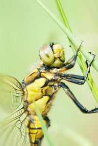 Close-up of dragonfly on leaf