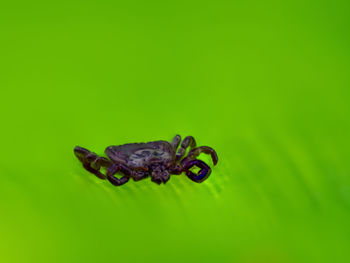 Close-up of insect on green leaf