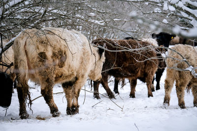 Horse standing on snow covered field