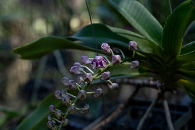 Close-up of rhynchostylis gigantea flowering plant