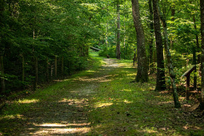 Footpath amidst trees in forest