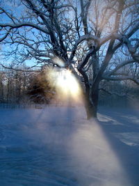 Sun shining through trees