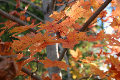 Close-up of maple leaves on tree