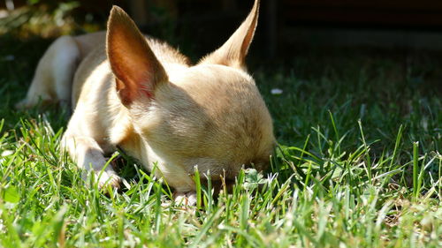 View of a dog on field