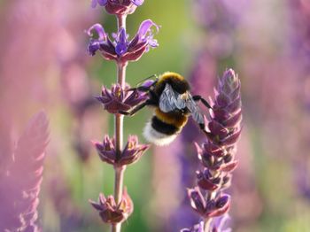 Close-up of bee pollinating on purple flower