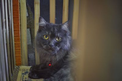 Portrait of black cat at home