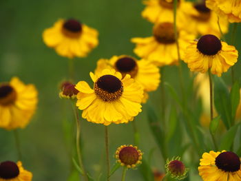 Close-up of yellow daisy flowers in field