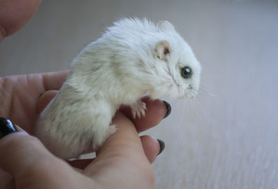 Close-up of hand holding white rabbit