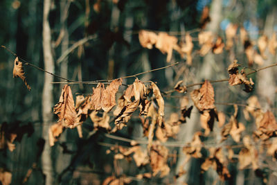 Close-up of dry leaves on plant