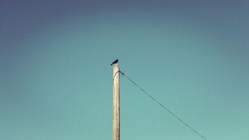 Low angle view of bird perching on cable against clear blue sky