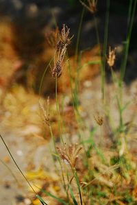 Close-up of plant