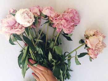 Close-up of pink flowers in vase