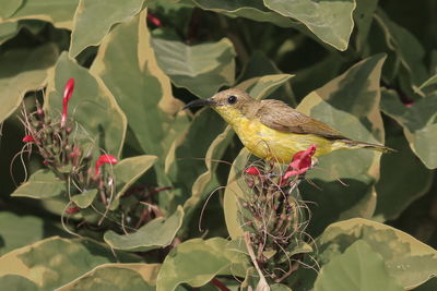 Close-up of a bird perching on plant