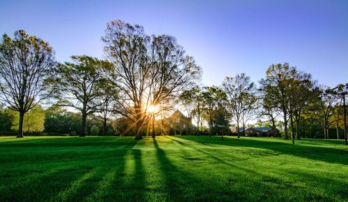 Trees growing on grassy field during sunset