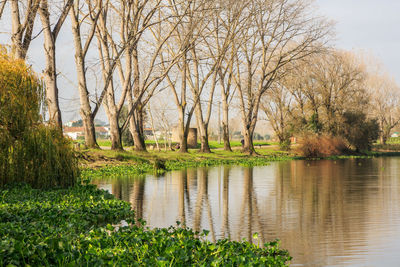 Trees by lake in park against sky