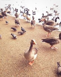 Flock of birds on shore