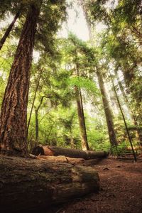 Trees growing in forest