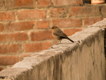 Bird perching on wall