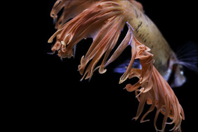 Close-up of jellyfish against black background