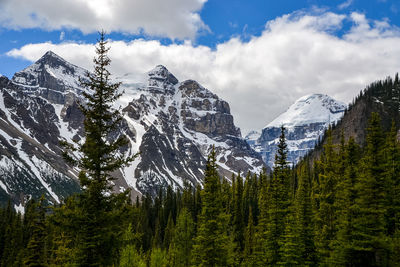 Pine trees on snowcapped mountains against sky