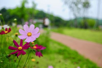 Close-up of pink cosmos flower on field