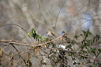 Low angle view of bird perching on tree