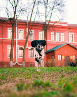 Dog running in front of building