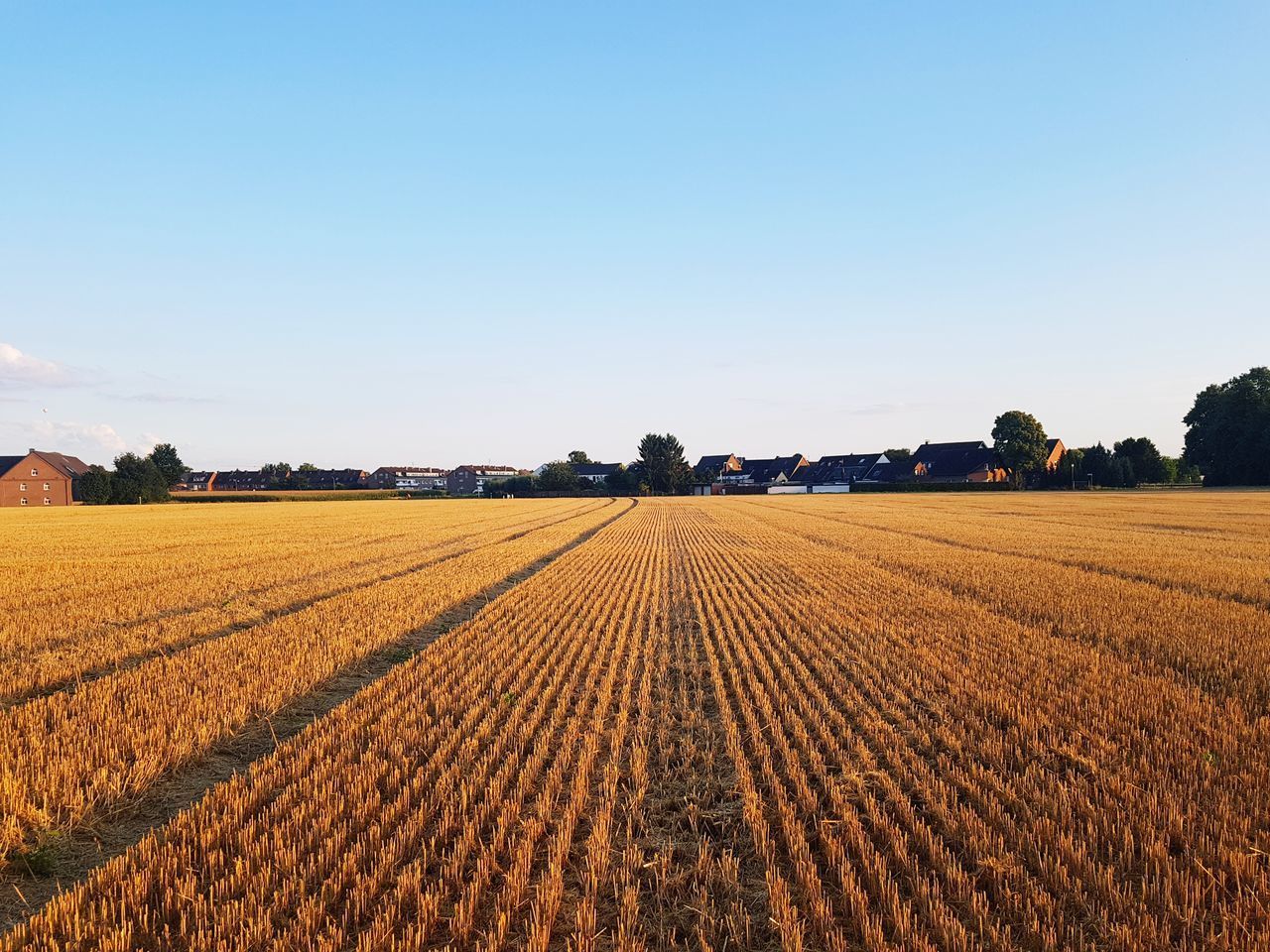 FIELD AGAINST CLEAR SKY