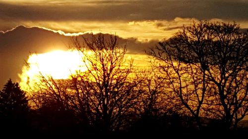 Silhouette plants against sky during sunset