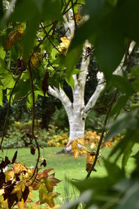 Plant growing on branch