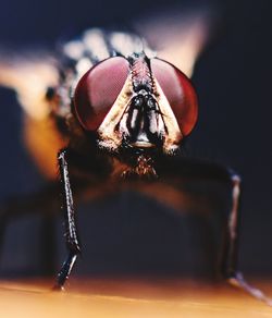 Close-up of fly