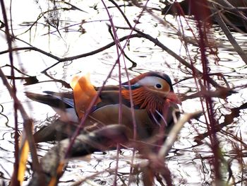 Low angle view of bird perching on tree
