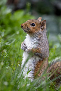 Close-up of squirrel