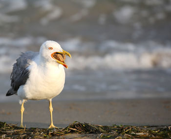 Bird seagull in summer by the mediterranean seaon the beach with opened beak