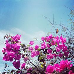 Low angle view of pink flowers