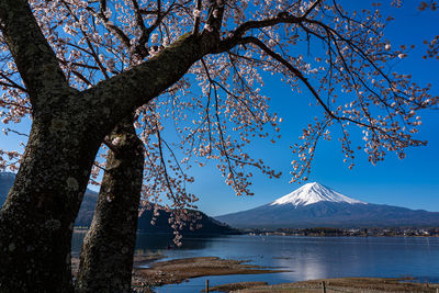 View of trees by lake against sky