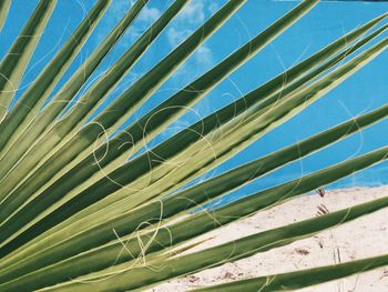 Low angle view of plants on beach against sky