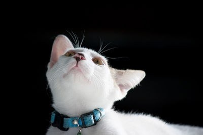 Close-up of a cat over black background