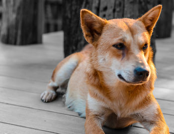 Portrait of dog sitting outdoors