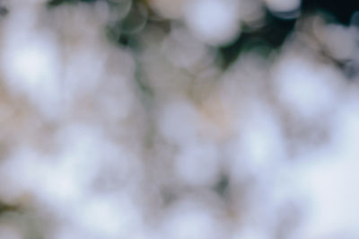 Defocused image of tree